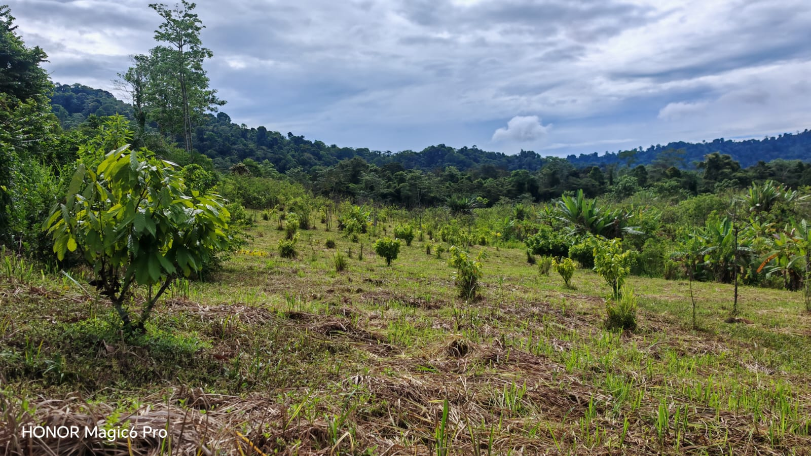 Siembra nueva de cacao con bosque primario al fondo