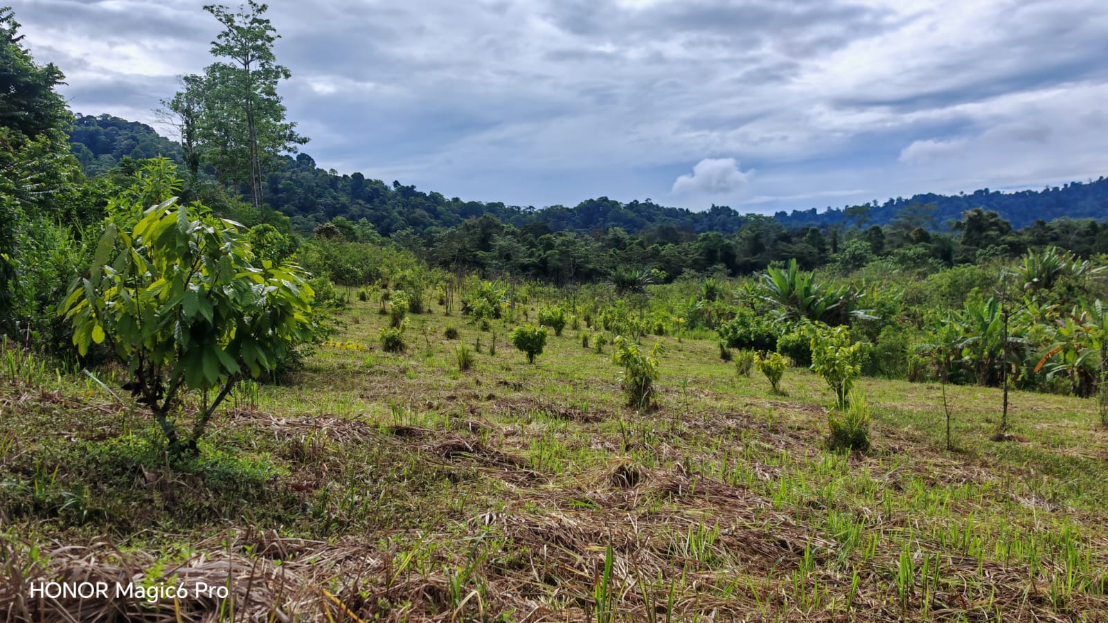 Foto de finca o cosecha