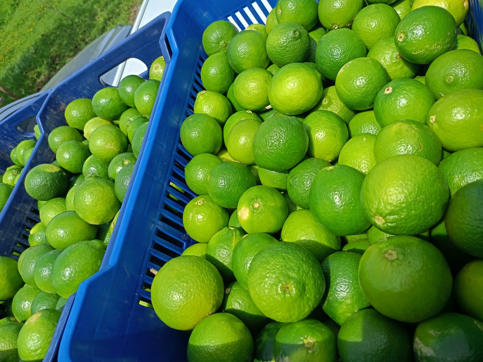 Limón mesino