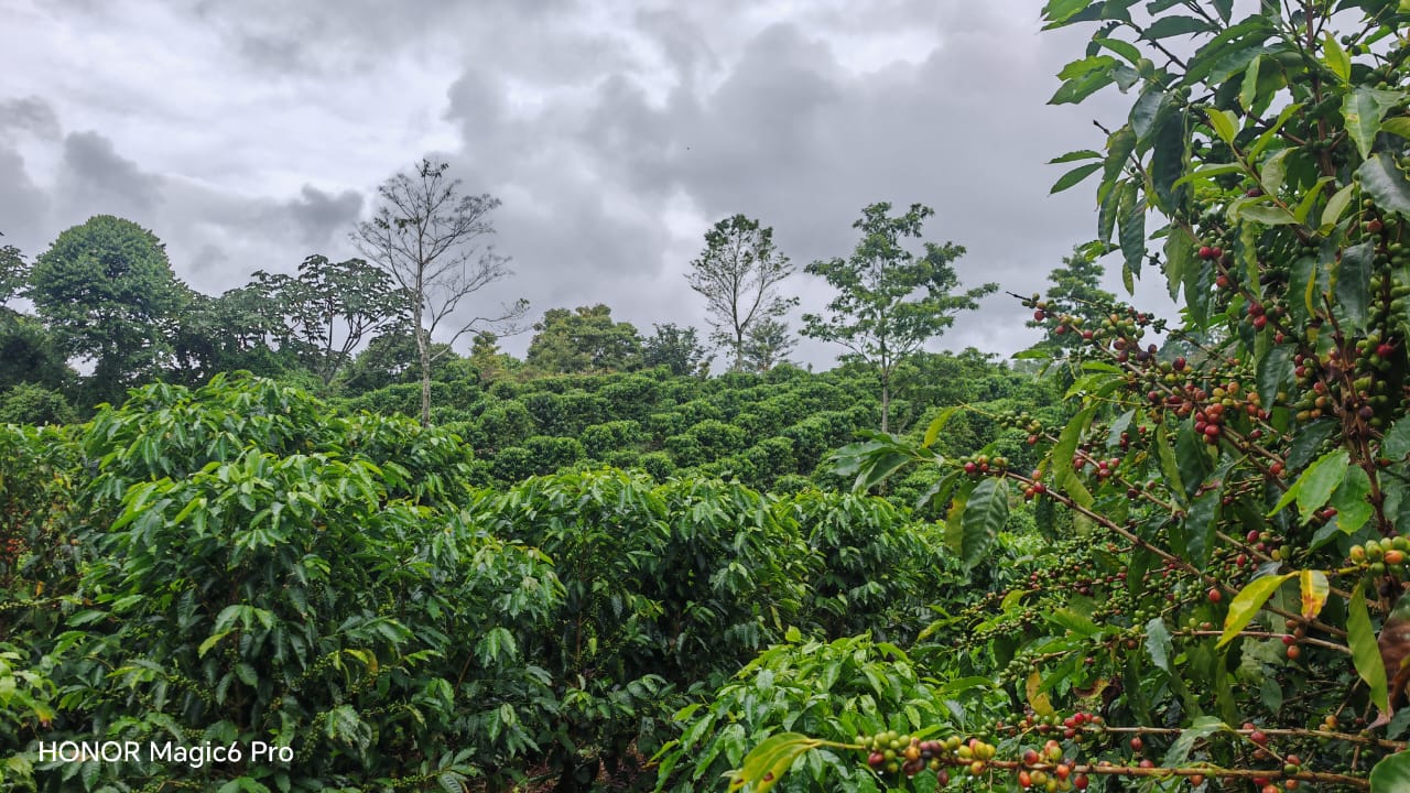 Foto de productores o cultivo